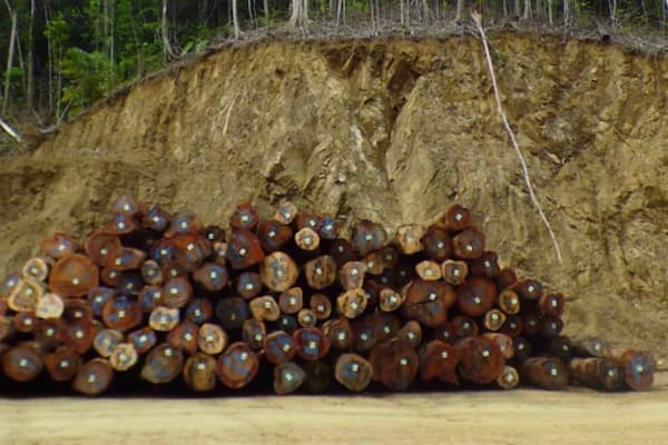 Logging on Sideia: Absolutely no political will